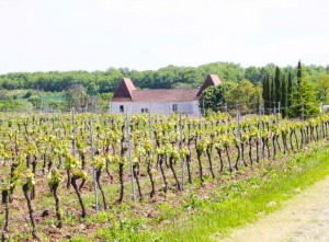 View of a french vineyard in the sun, with the farmhouse in the distance.