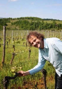 Phillipe showing a vine stem in a vineyard